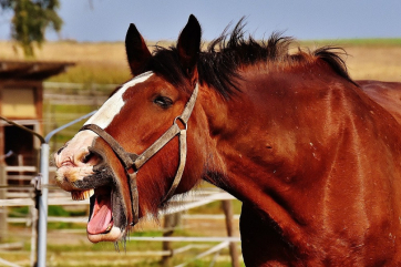 В России заработают новые правила по вирусному артерииту лошадей